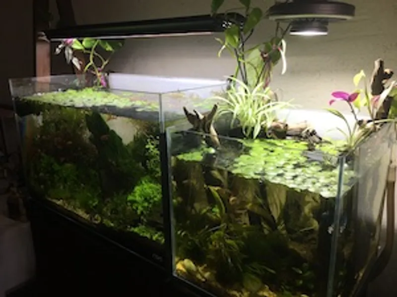 Aquariums gallery image